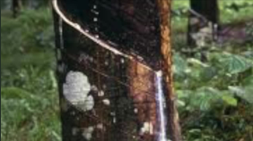 thumbnail of medium Maya-Rubber By: Emily.B, Hanna & Alina